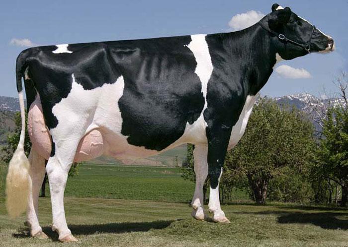 О голштинской породе коров, быков, телят: описание и характеристики, уход