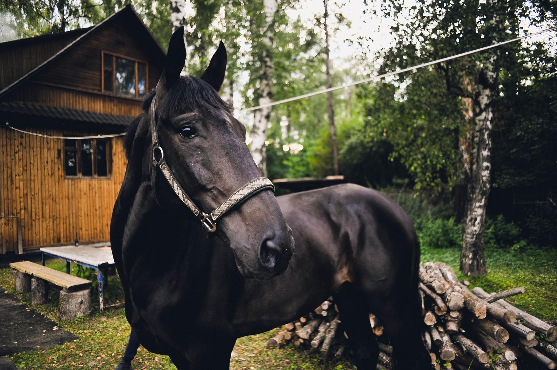 Лошадь кабардинской породы фото