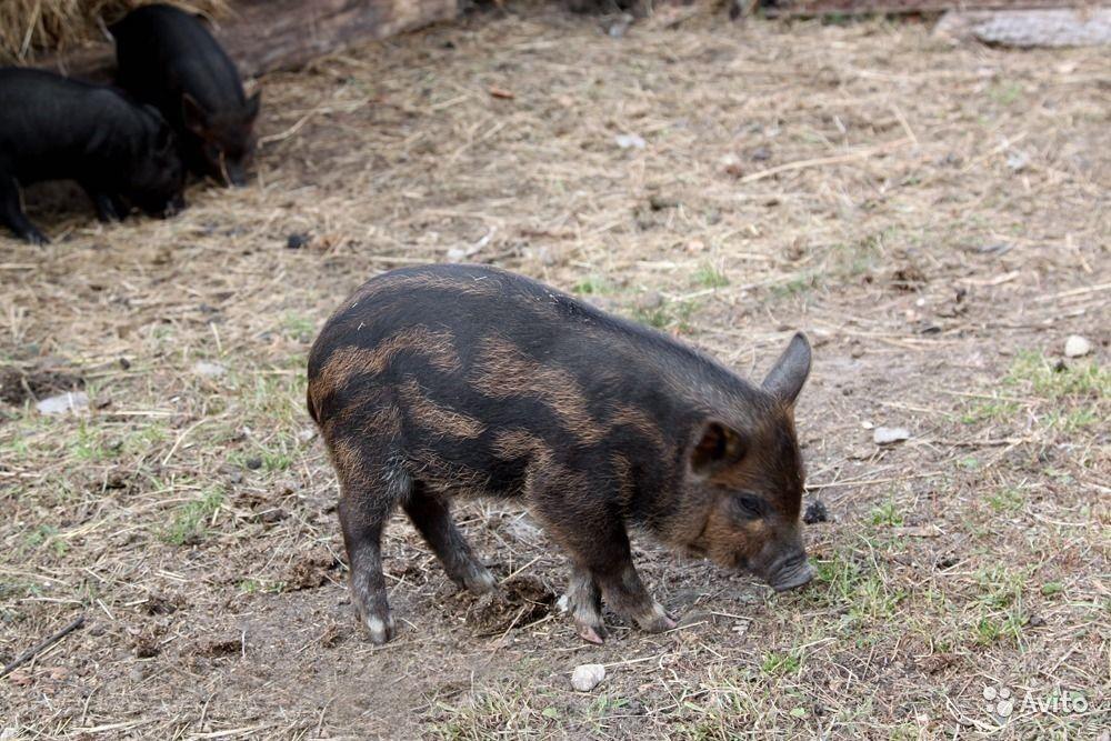 Все о породе свиней Кармал: описание, характеристики, особенностивыращивания