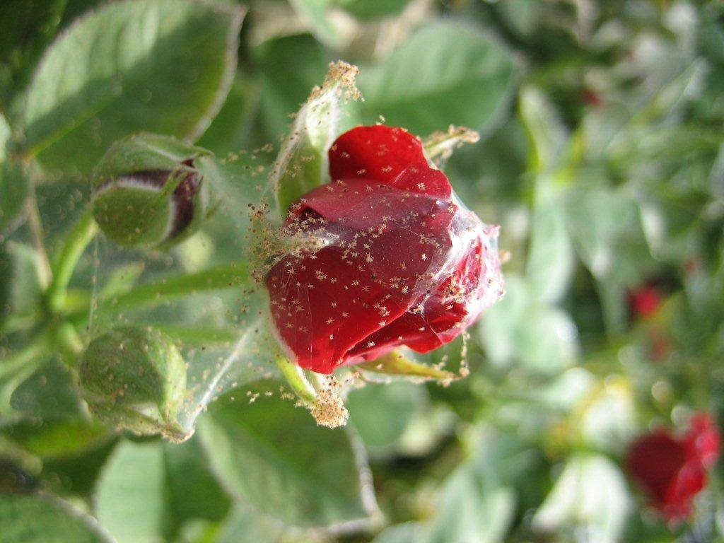 Как спасти розу от паутинного клеща — Мир цветоводства
