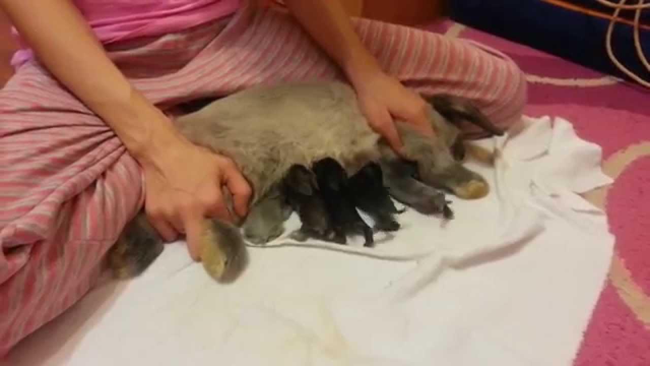 Сколько раз в сутки крольчихи кормят новорожденных крольчат: как часто