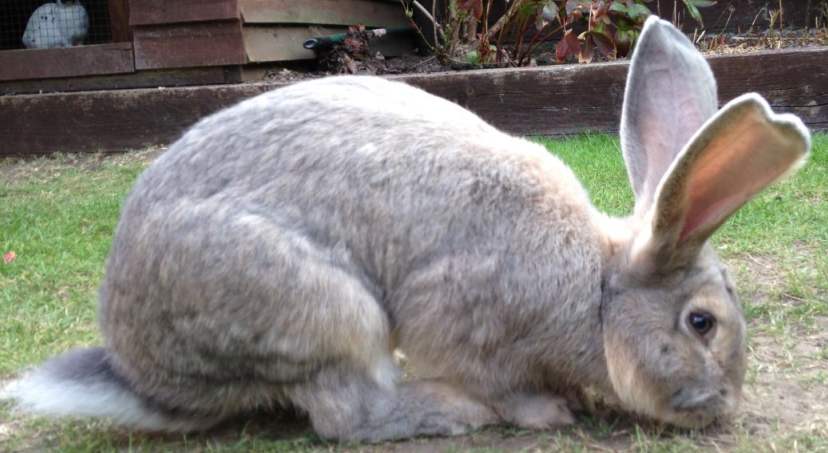 Породы кроликов (57 фото): какие виды разводят в разных областях страны? Описание рыжих, лысых, пушистых и других кроликов