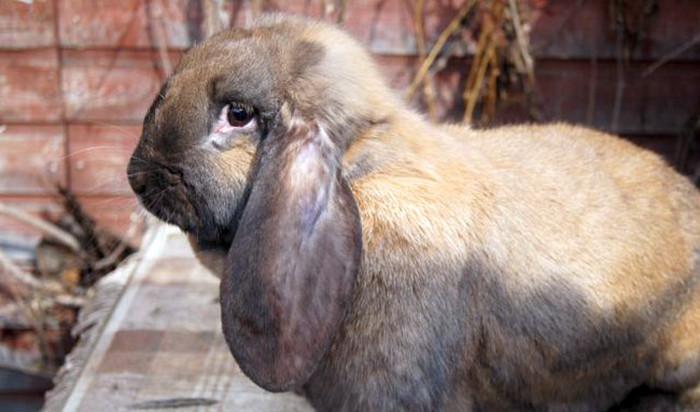 Породы кроликов (57 фото): какие виды разводят в разных областях страны? Описание рыжих, лысых, пушистых и других кроликов