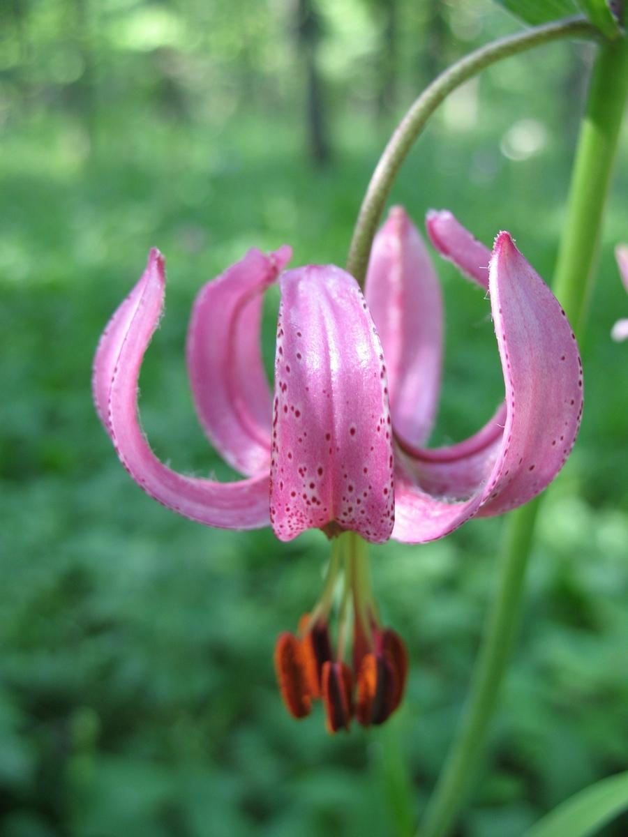 Все о лилии кудреватой: описание, полезные свойства и тонкости выращивания