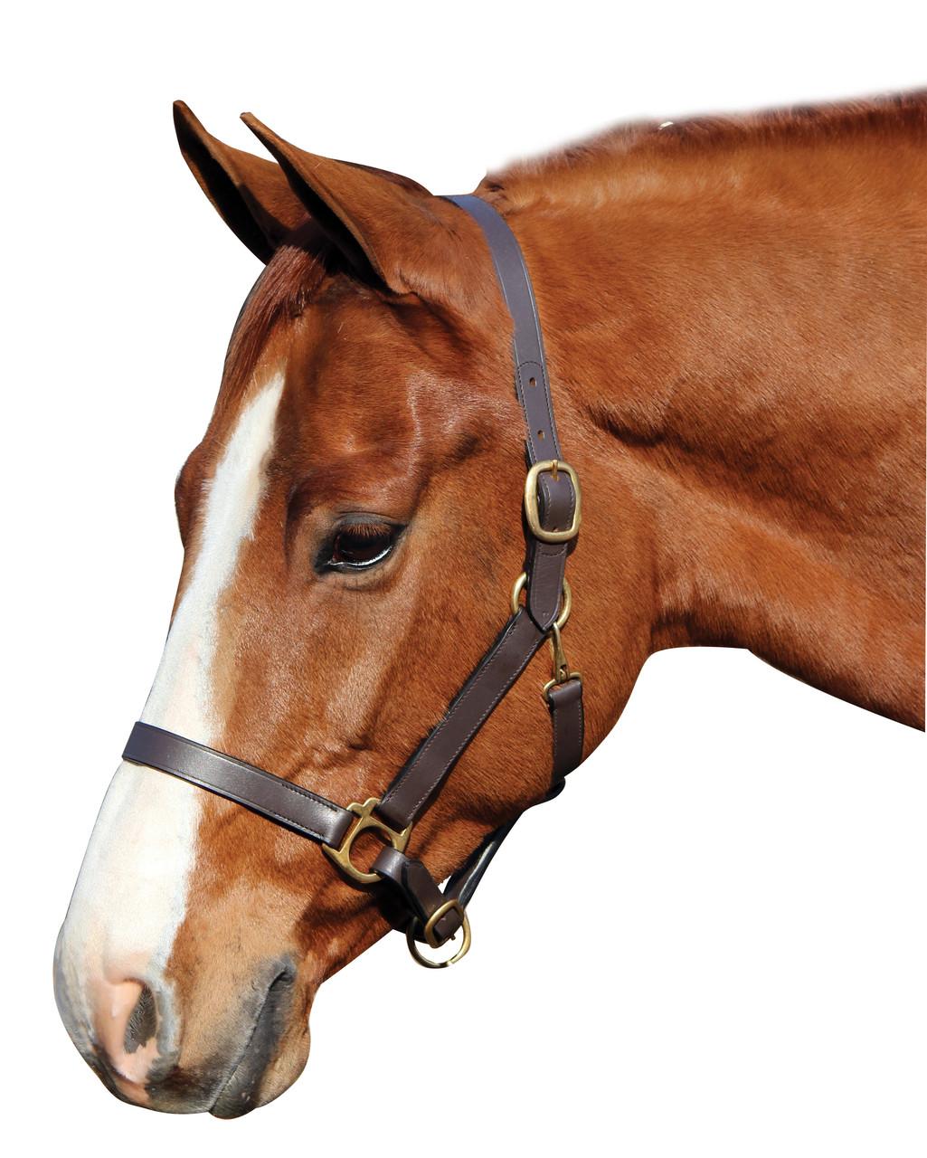 Недоуздок для лошади: обзор и инструкции по изготовлению