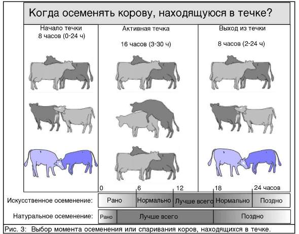 Календарь стельности и отела коровы по дате осеменения (сроки, таблица,  график)