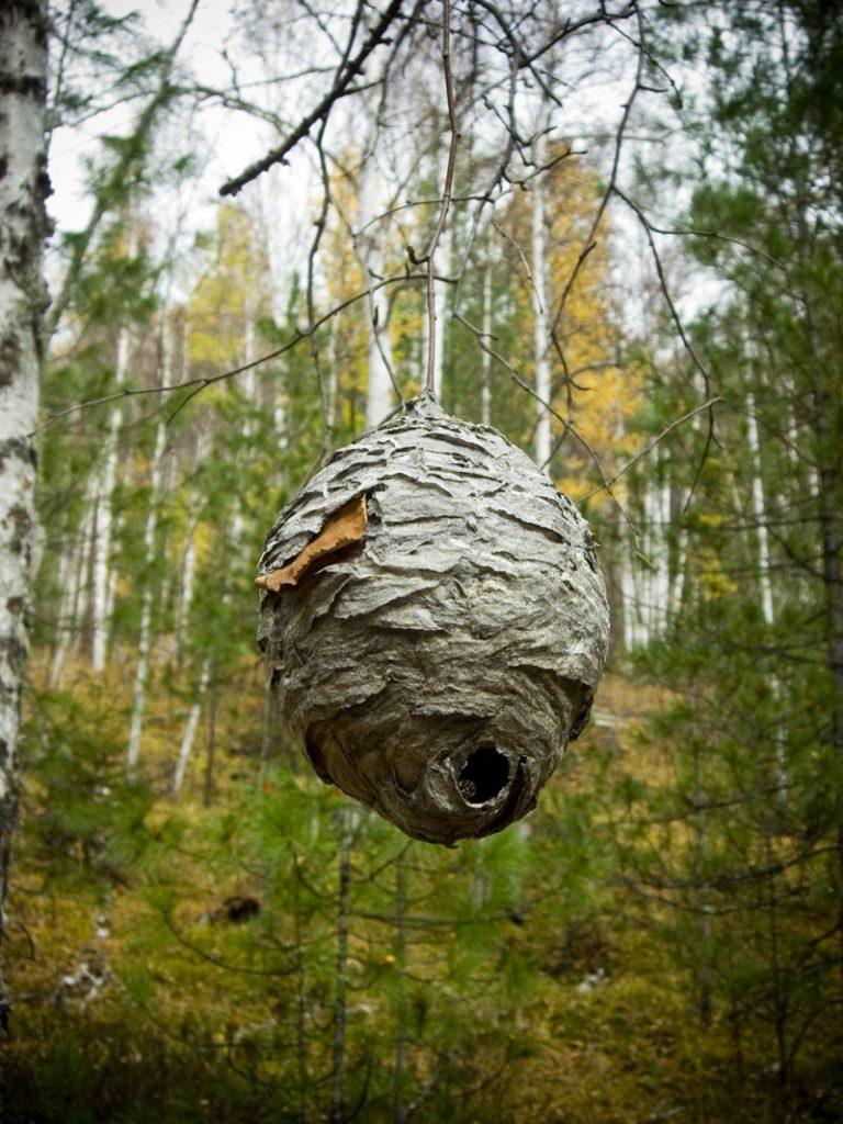 Семейство осиных насекомые фото