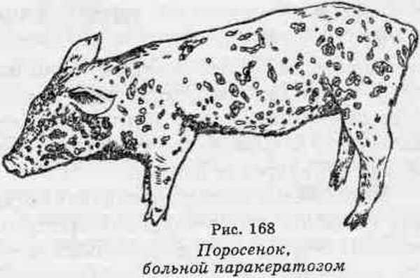 Признаки и симптомы болезни Ауески у свиней