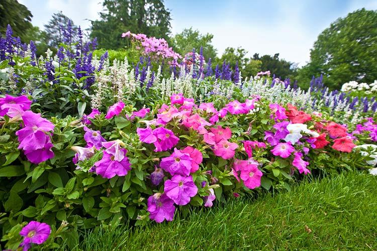 О посадке многолетних цветов: какие можно сажать и когда лучше пересаживать