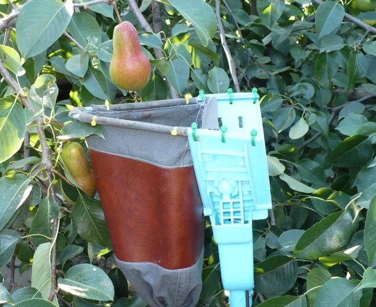 О плодосъемниках для яблок: плодосборник с телескопической ручкой и .