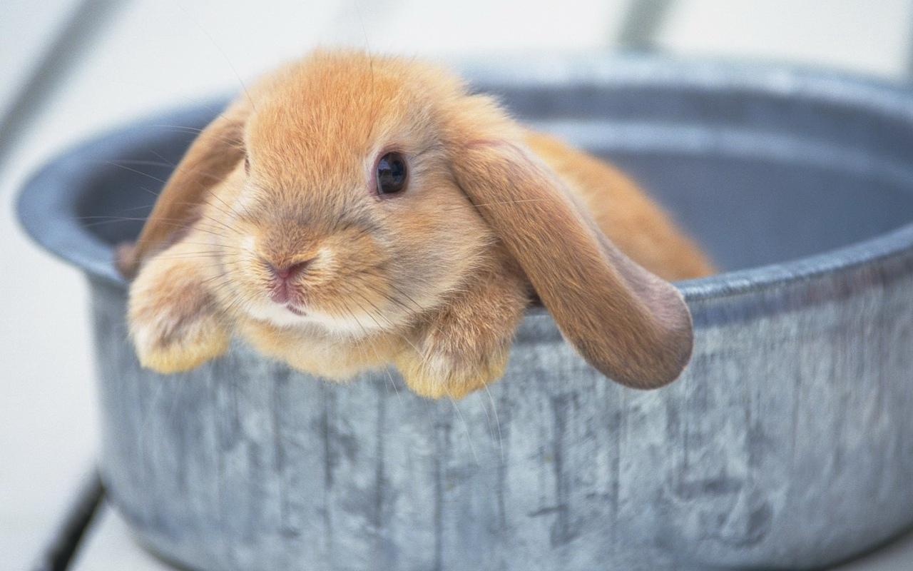 Кролики дохнут без видимых причин. Падёж кроликов: самые частые причины. Иные возможные причины смерти кроликов