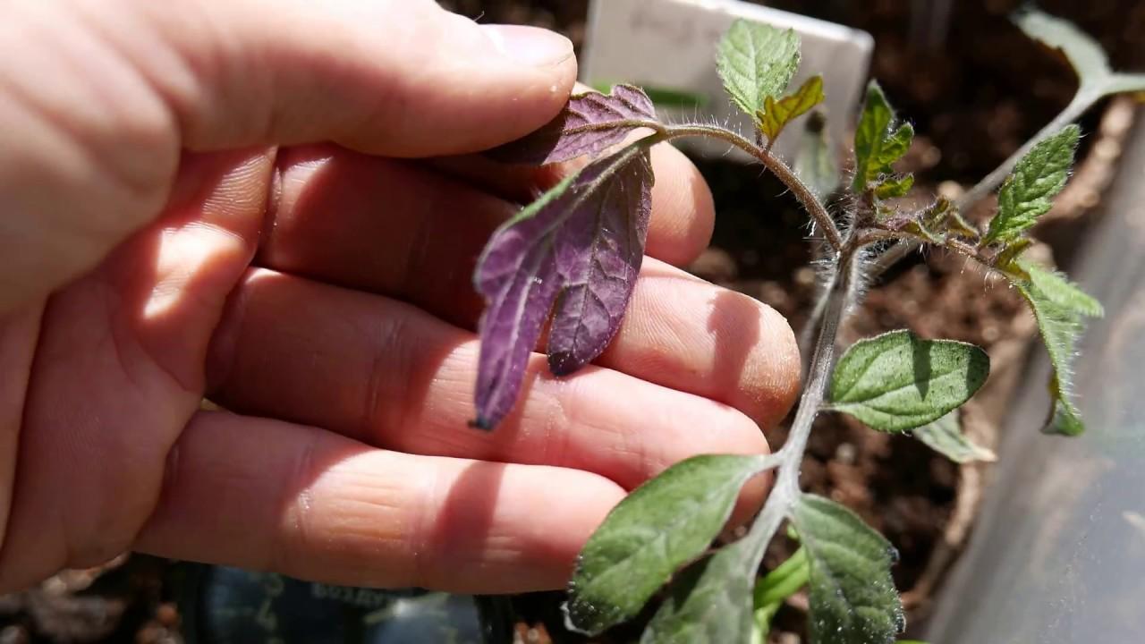 Почему рассада помидор фиолетовая и плохо растет, что делать с листьями
