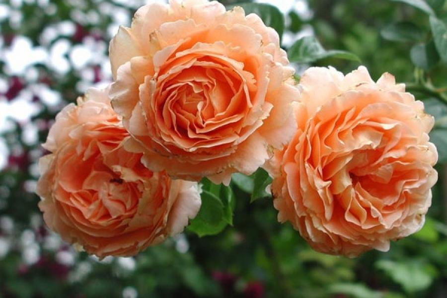 Роза полька плетистая фото и описание