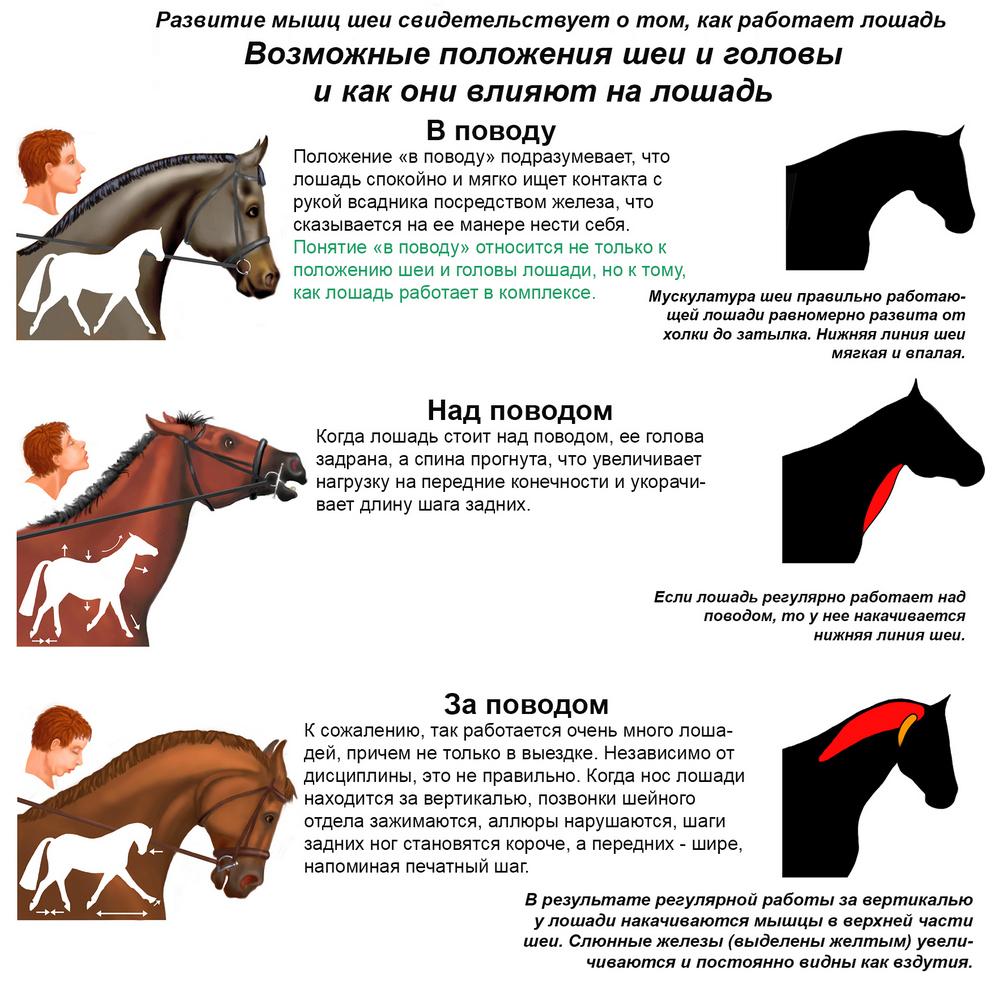 Правильное положение головы лошади