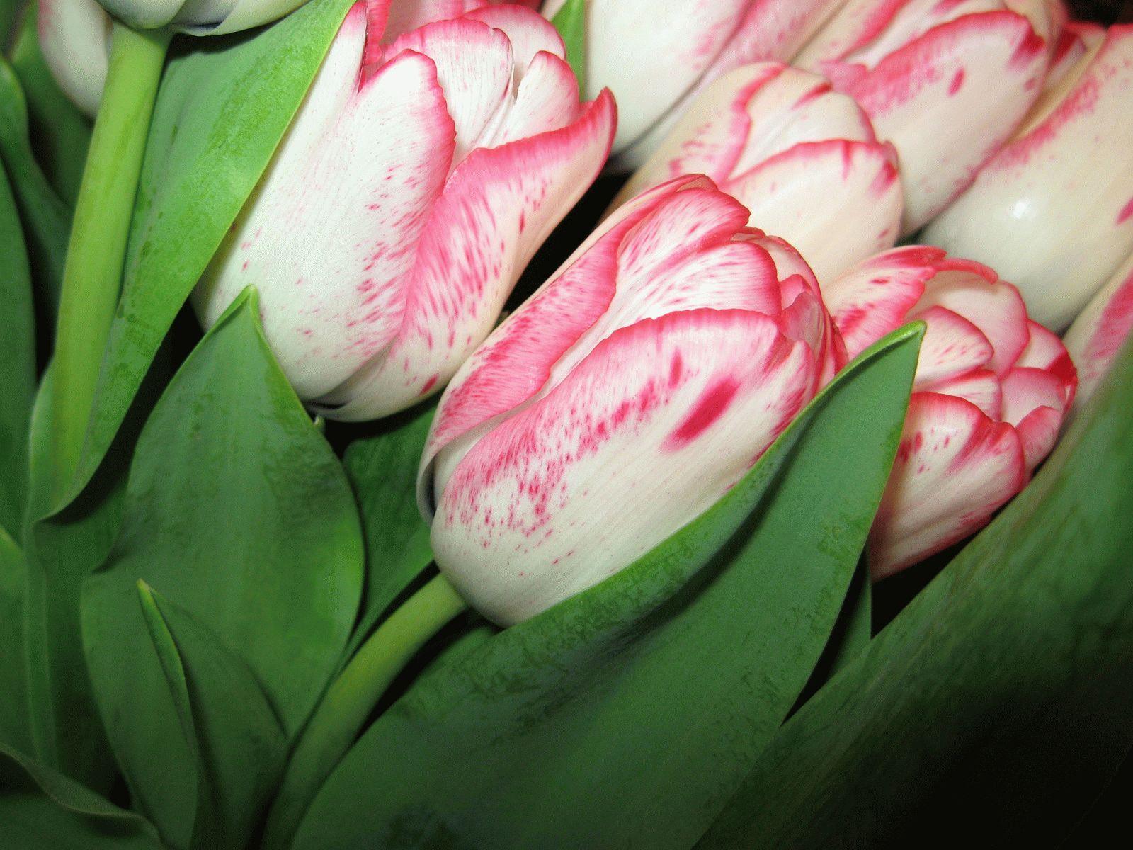 Фото тюльпанов красивые реальные. Тюльпан Аньешка. Тюльпан Luba. Сорт тюльпана ча ча. Тюльпан Камалия.