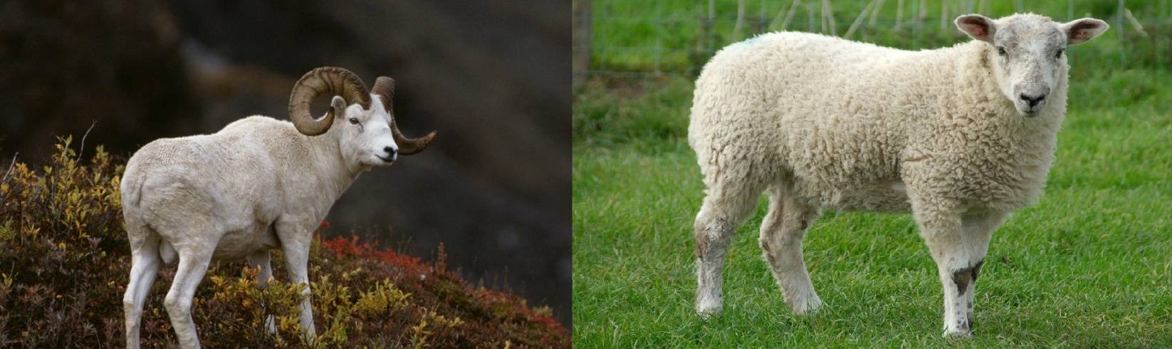 Разведение овец мясной породы технология
