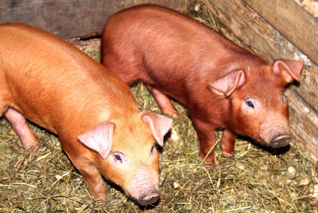 О породе свиней Дюрок: описание, характеристики, преимущества и недостатки