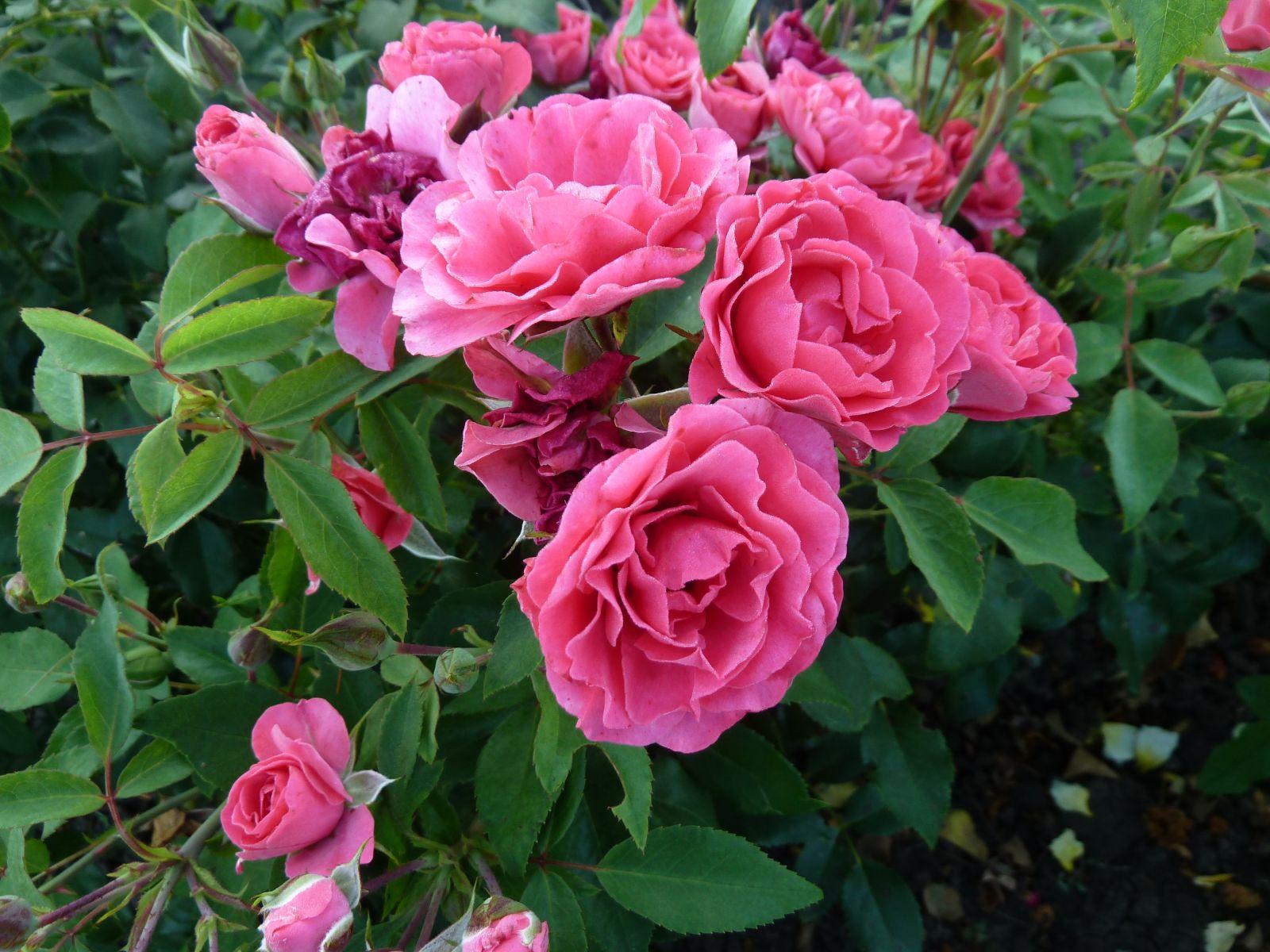 Парковая роза: посадка и уход в саду, условия, как размножить