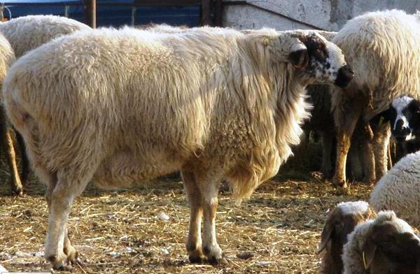 О Гиссарской породе овец: характеристика, содержание и разведение баранов