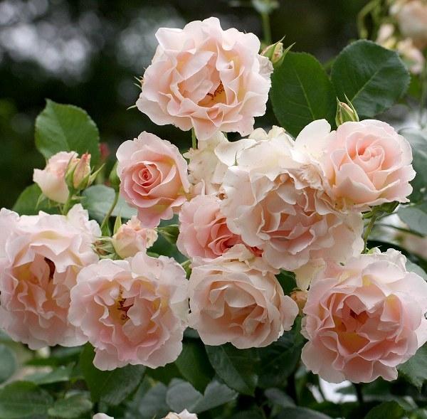 Роза Лемон Рококо особенности и характеристика сорта правила посадки выращивания и ухода отзывы