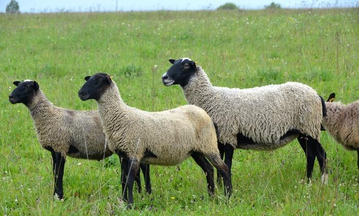 О Романовской породе овец: описание, характеристика, содержание и разведение