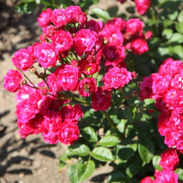 Полиантовые розы фото и описание сорта фото