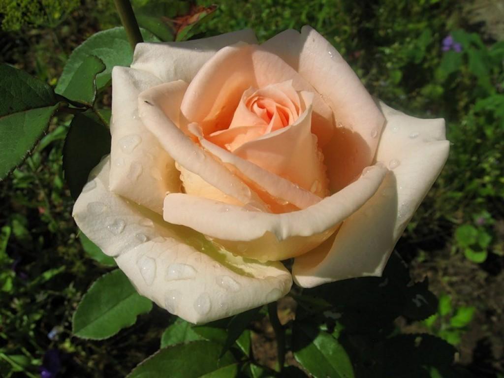 Долгое и обильное цветение розы Бразе Кадфаэль