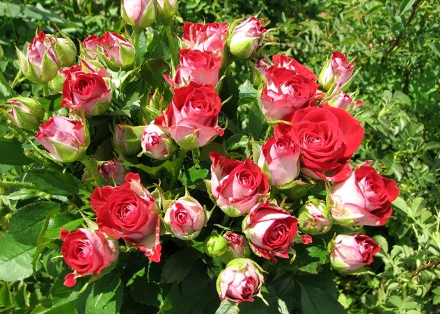 О маленьких розах: посадка и уход за сортами карликовых, миниатюрных роз