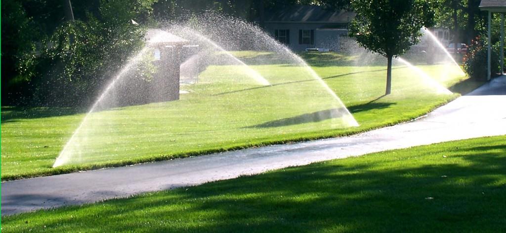 Как часто поливать газон летом