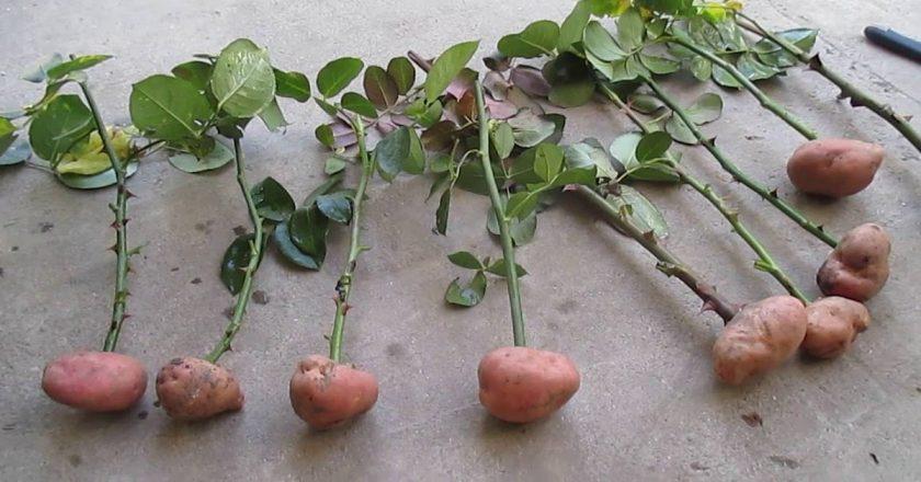 Как вырастить розу в картошке способы выращивания и размножения
