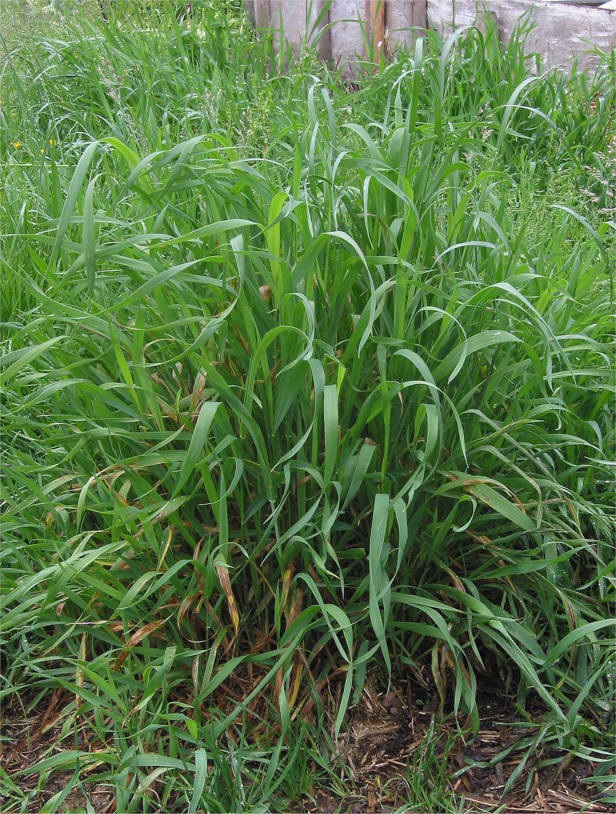 Как подсеять газонную траву в проплешины: почему они образуются, как правильно подсевать траву летом и осенью на повреждённых участках