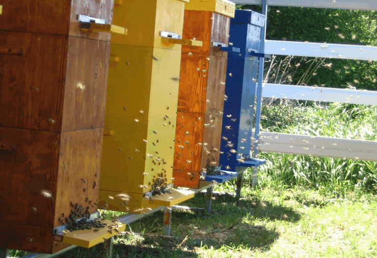 Пчеловодство для начинающих как избежать ошибок
