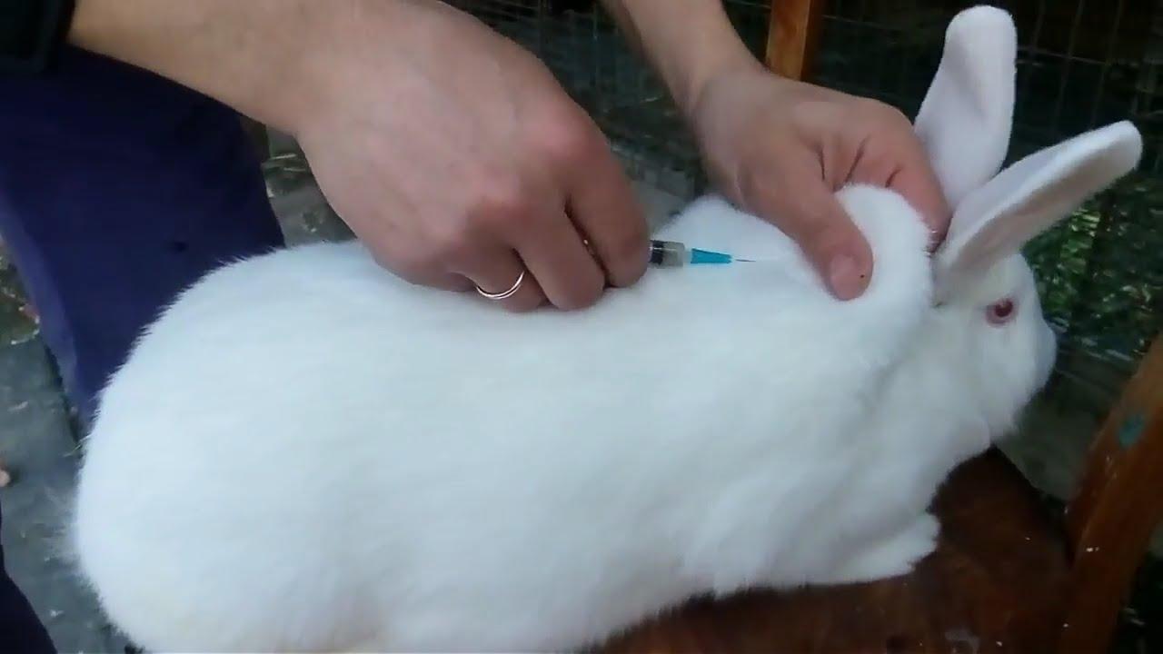Как правильно прививать кроликов