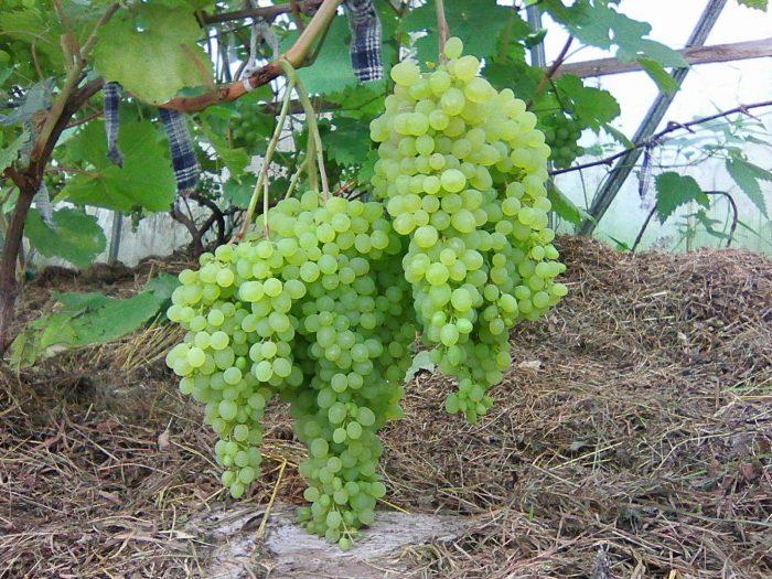 Виноград русбол — описание и особенности сорта