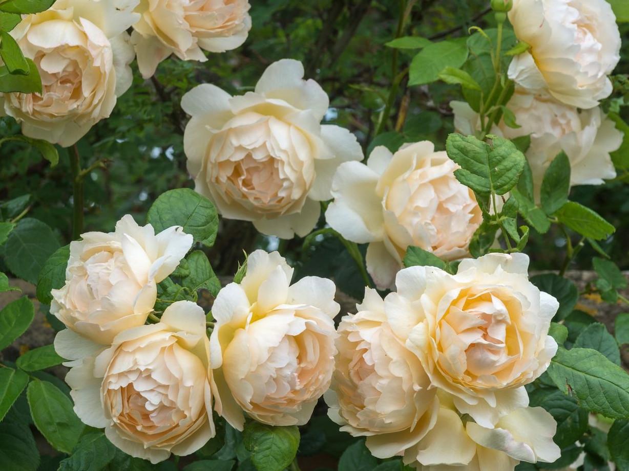Паллада роза фото и описание
