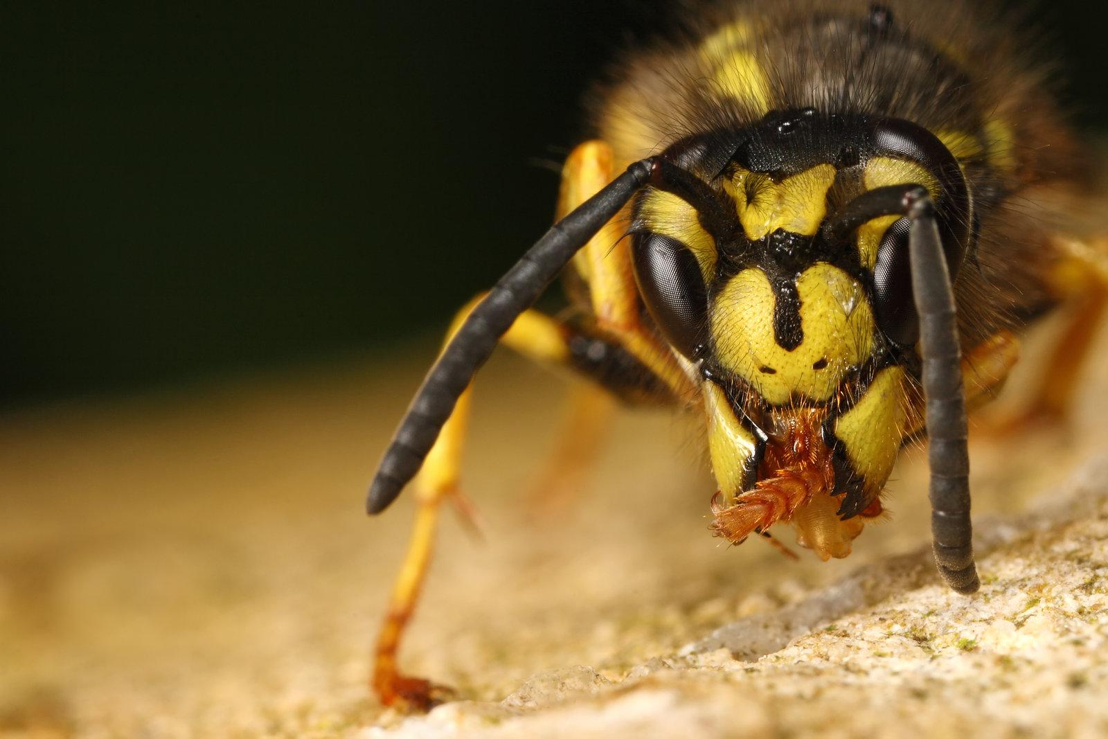 Оса Yellow Jacket