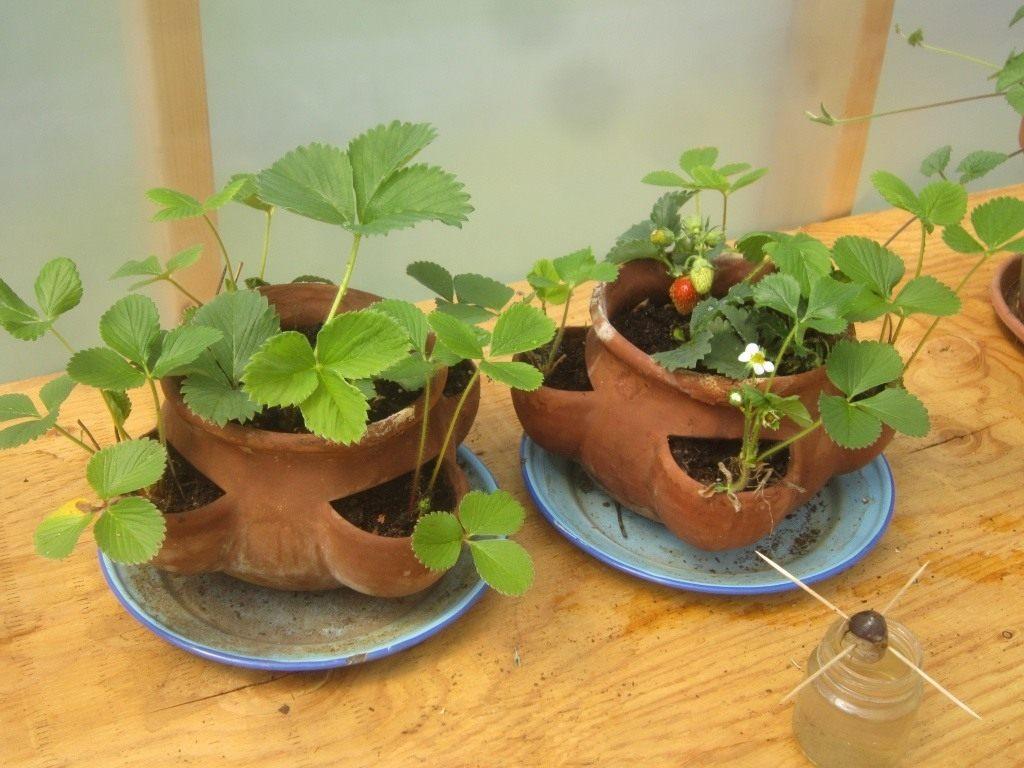 О выращивании самоопыляемых сортов клубники в теплице круглый год