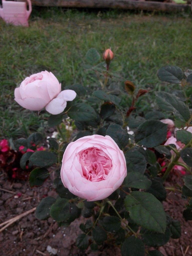 Выращивание Роз Фото