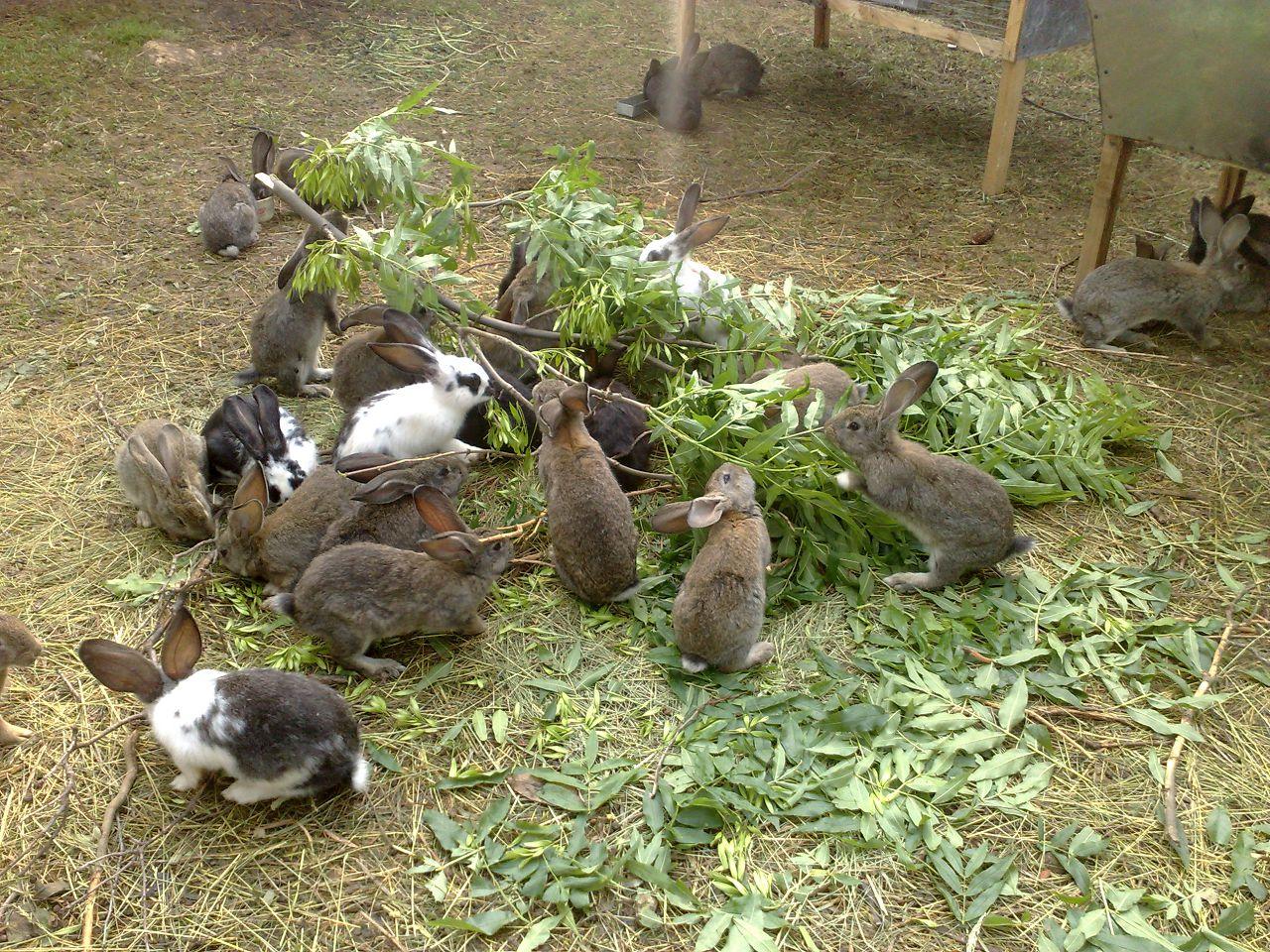 Как правильно кормить кроликов в домашних условиях