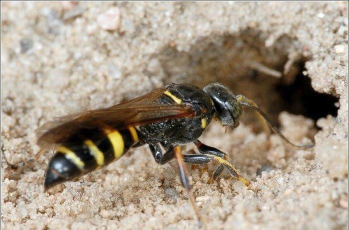 Об укусе земляной пчелы: что делать если покусали земляные осы за ногу .