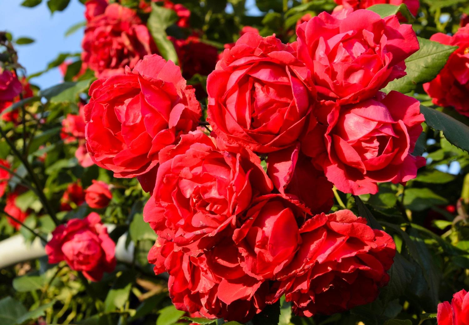Роза королева швеции описание сорта фото