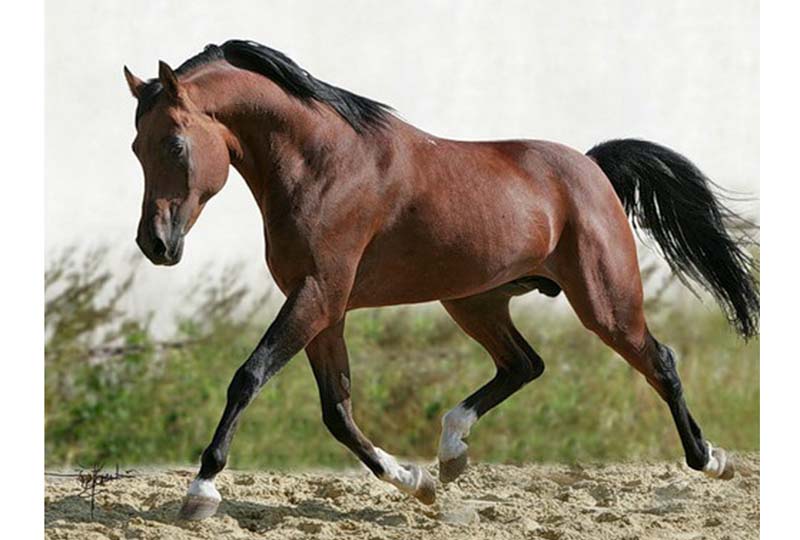 О породах лошадей: все породы лошадей от А до Я, название, описание,характеристики