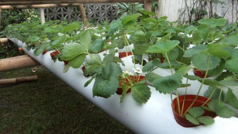Как посадить и вырастить клубнику в ПВХ трубах горизонтально: инструкция