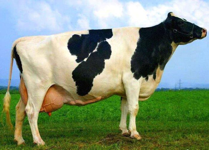 Как определить стельность коровы на разных сроках