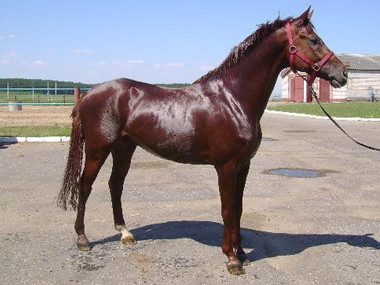 О породах лошадей: все породы лошадей от А до Я, название, описание,характеристики
