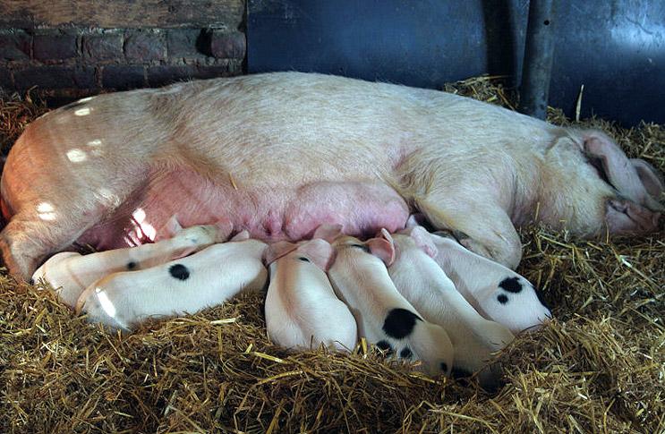 Все о свиноматке: оплодотворение, сколько ходит беременная, особенности
