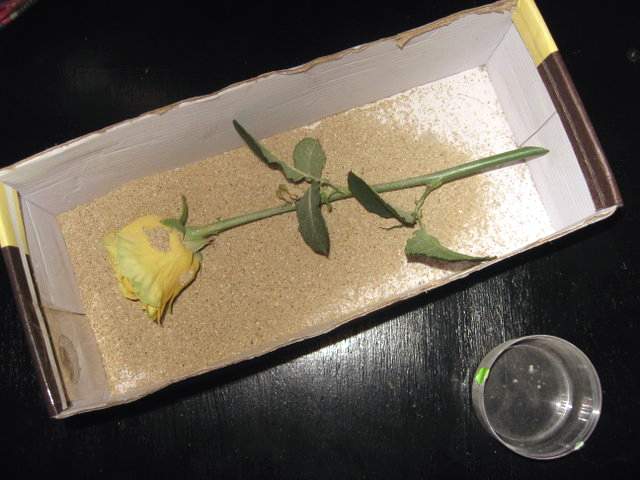 Как сделать гербарий из сухих роз