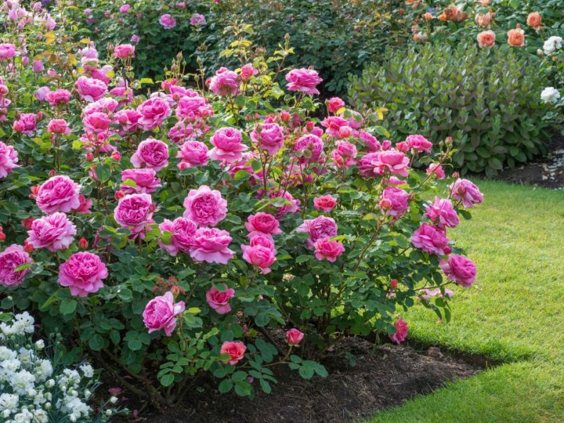 Лучшие сорта роз для Подмосковья (48 фото): флорибунда и цветущие все лето почвопокровные сорта, особенности роз Остина, плетистые зимостойкие сорта