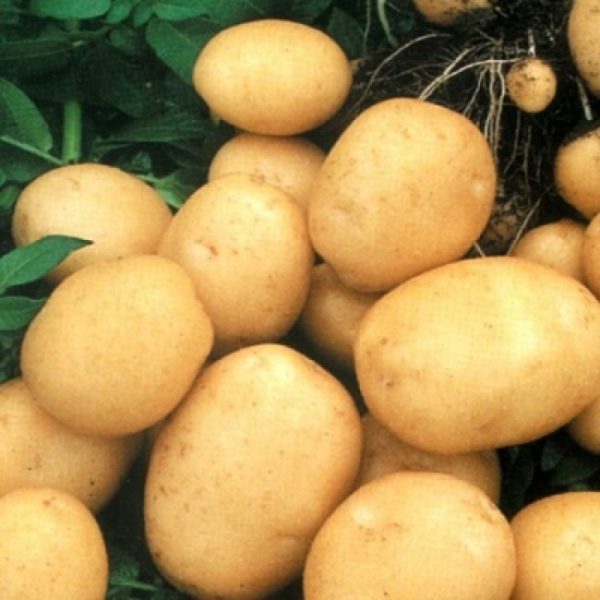 Картофель "колобок": описание сорта, фото, характеристики и особенности выращивания