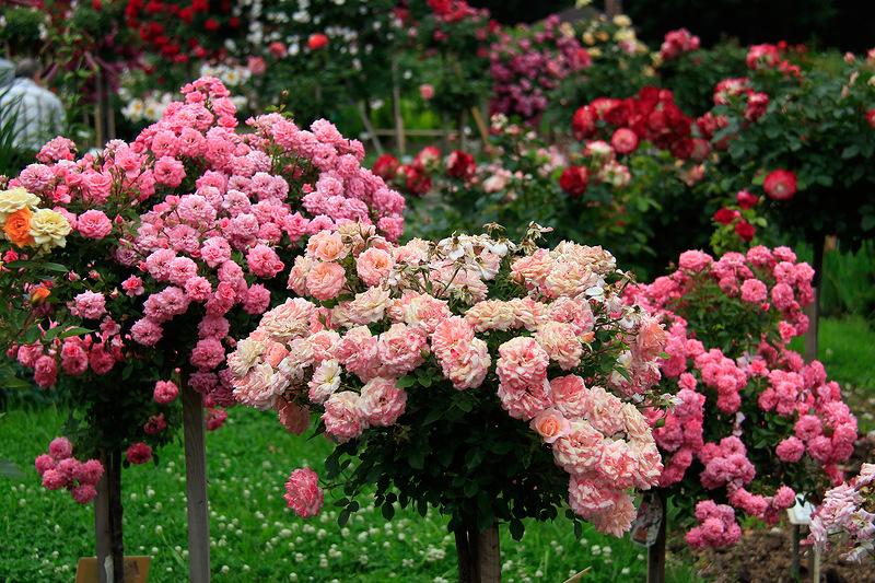 Роза морщинистая - роза ругоза